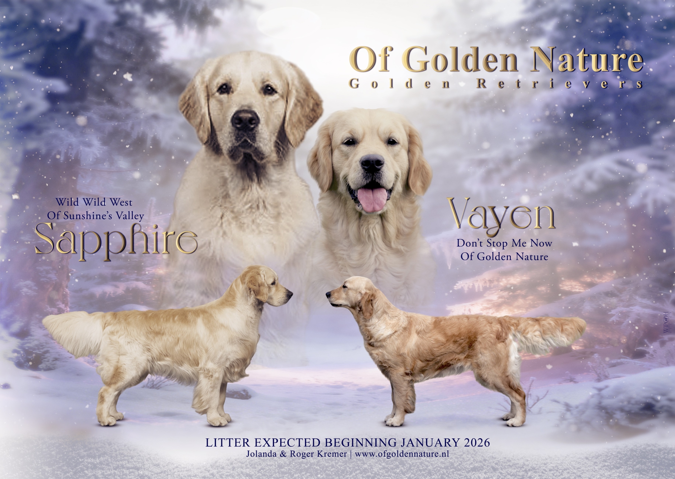 Of Golden Nature Litter 2025 Vayen & Sapphire